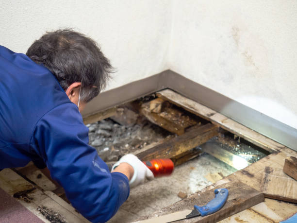 Best Fast Mold Removal  in Hillsborough, NC