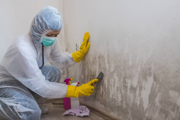 Best Mold Cleaning Services  in Hillsborough, NC