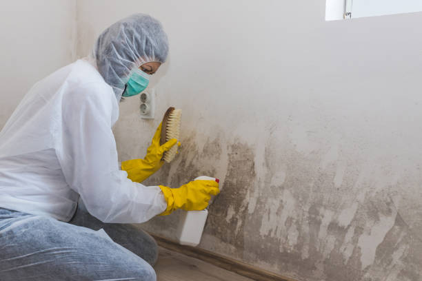 Best Mold Testing  in Hillsborough, NC