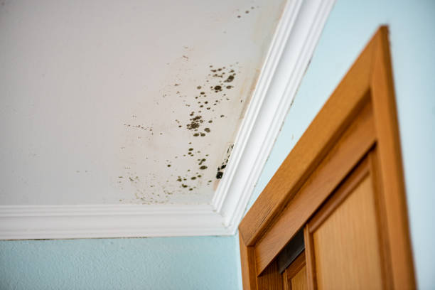 Best Crawl Space Mold Removal  in Hillsborough, NC
