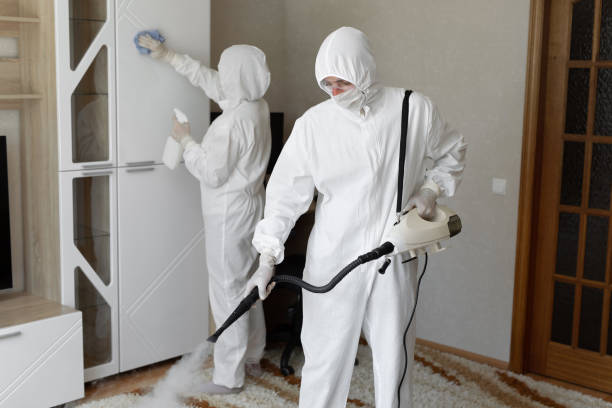 Reliable Hillsborough, NC Mold Removal Solutions