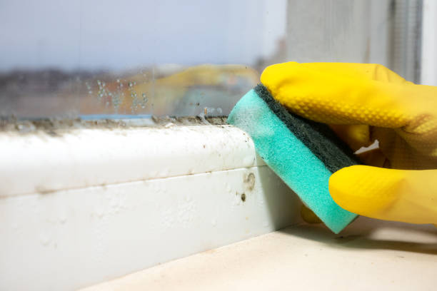 Best Residential Mold Removal  in Hillsborough, NC