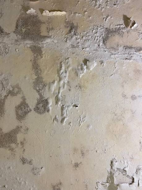 Best Mold Inspection  in Hillsborough, NC