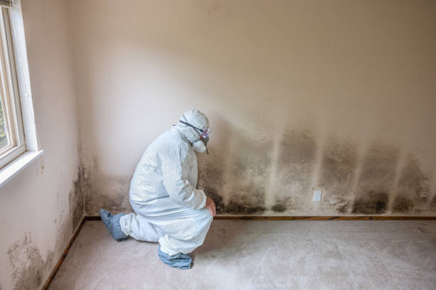 Best Local Mold Removal Service  in Hillsborough, NC