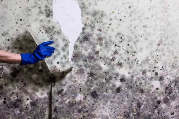 Best Black Mold Removal  in Hillsborough, NC