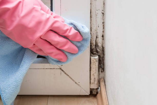 Best Mold Testing  in Hillsborough, NC