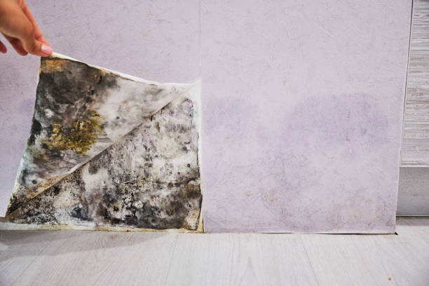 Mold Removal Process in Hillsborough, NC